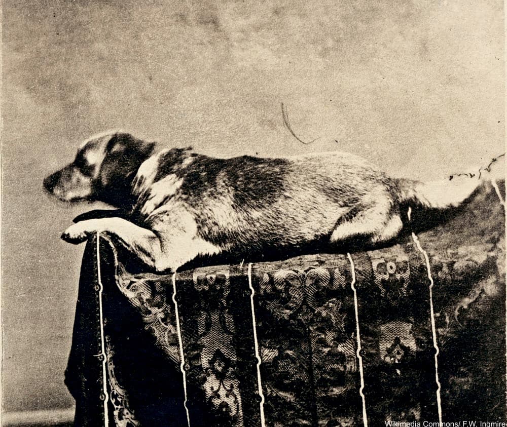 Fido, Abraham Lincoln's Dog