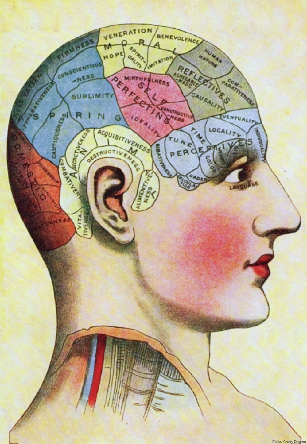 How Did Phrenology Become a 19th Century Craze?