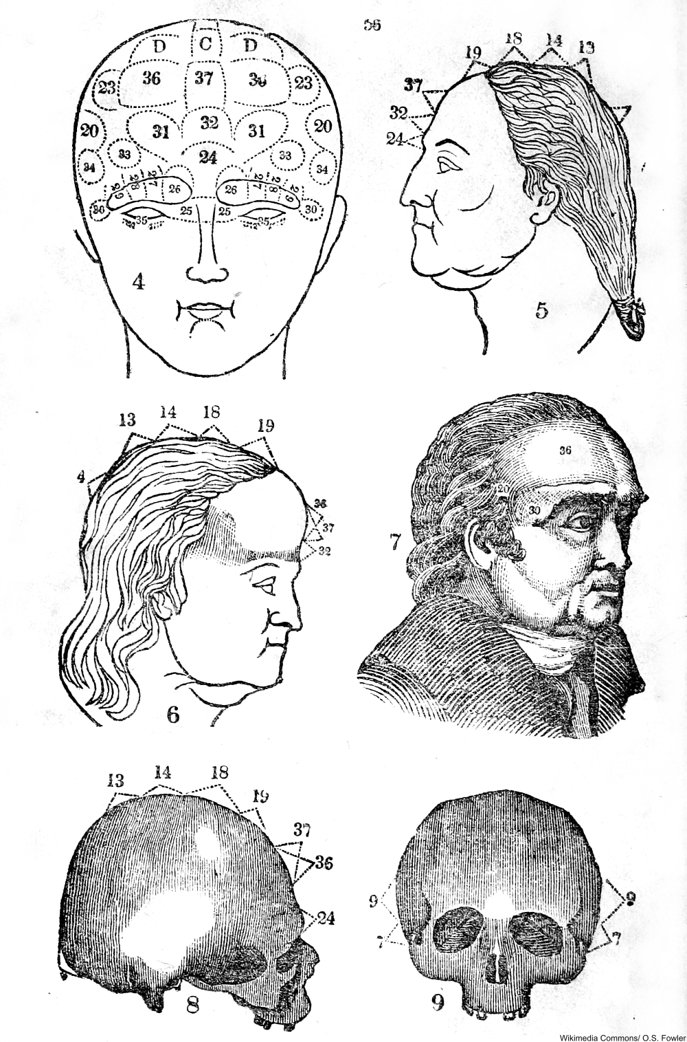 How Did Phrenology Become a 19th Century Craze?