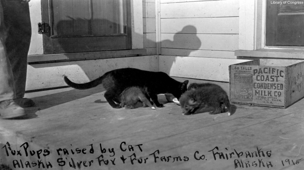 The Settling of Alaska in Iconic Photographs