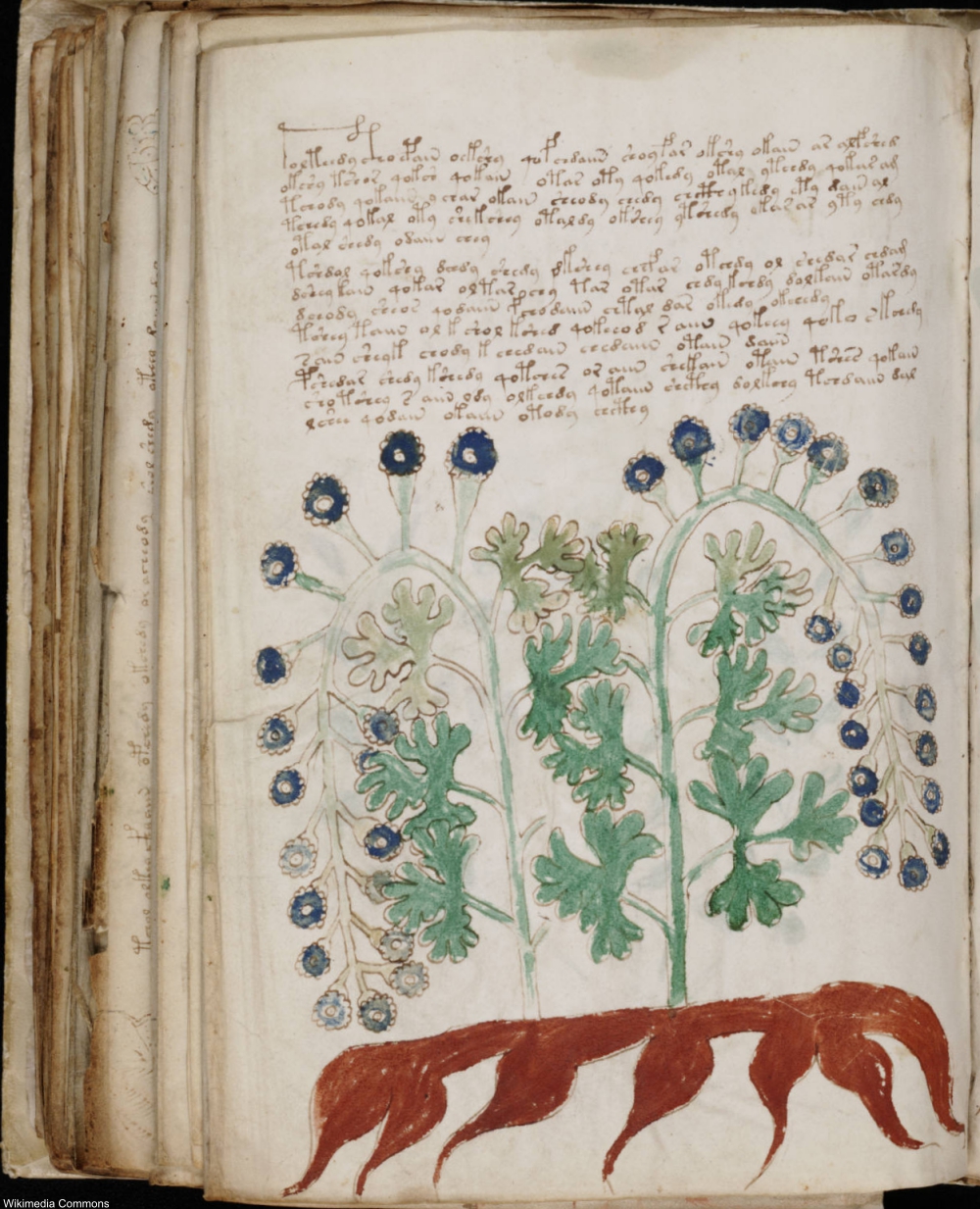 The Mysterious Voynich Manuscript Is Still Stmpuing Code Breakers 600 Years Later