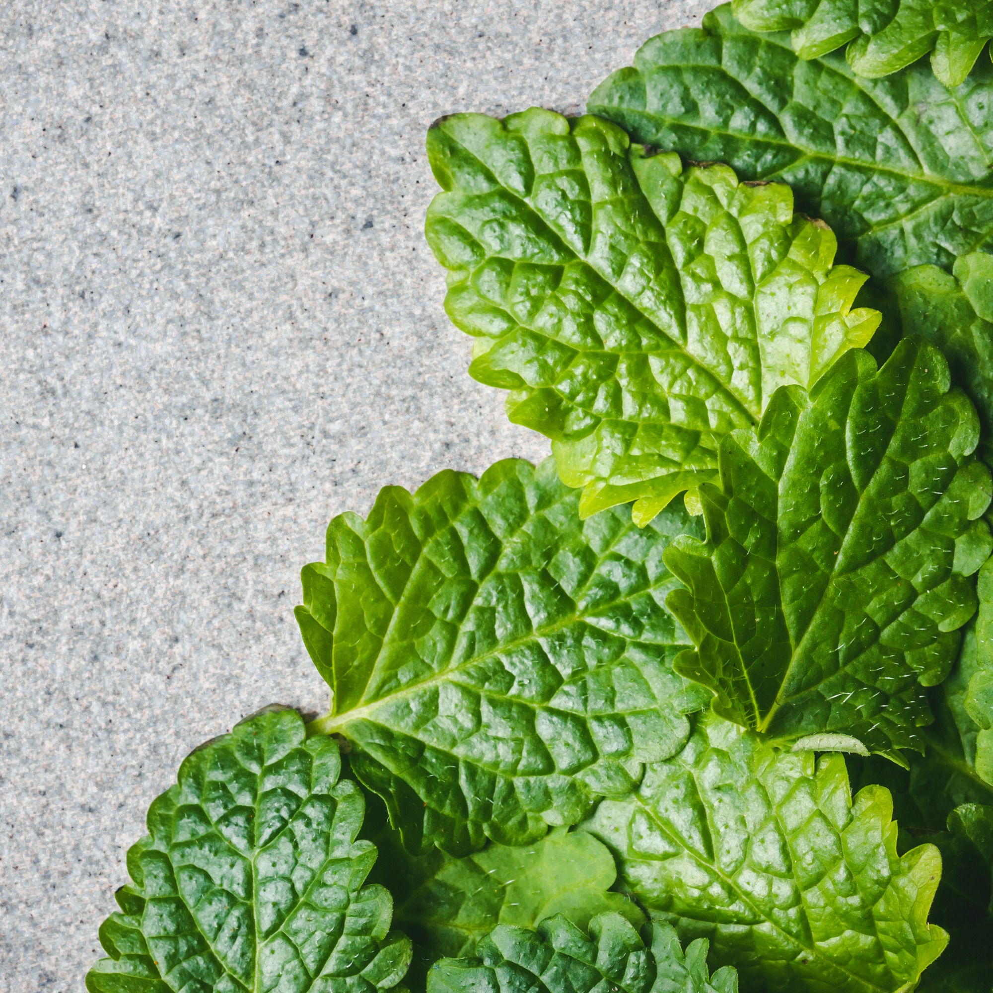 best-office-plants-lemon-balm