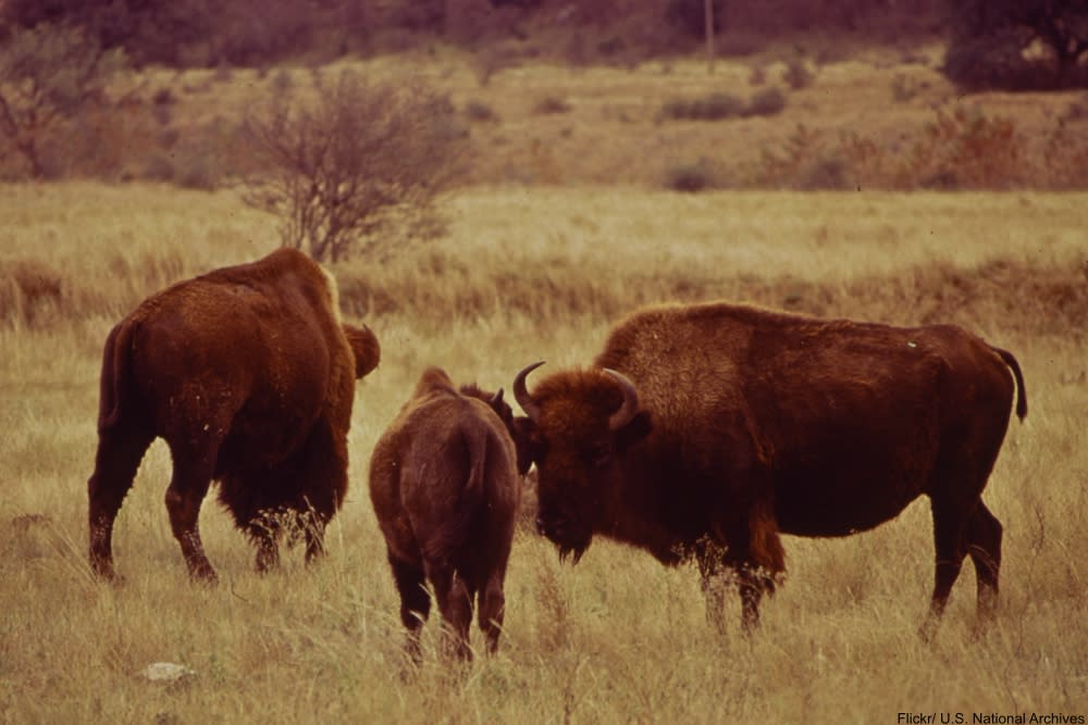 Things You Didn't Know About the Oregon Trail