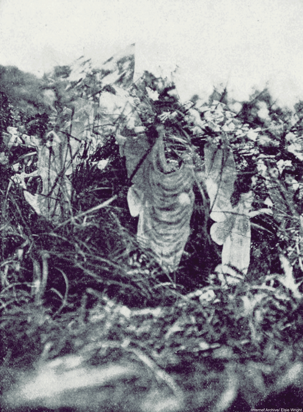 The Fairies of Cottingly Captured in Photographs