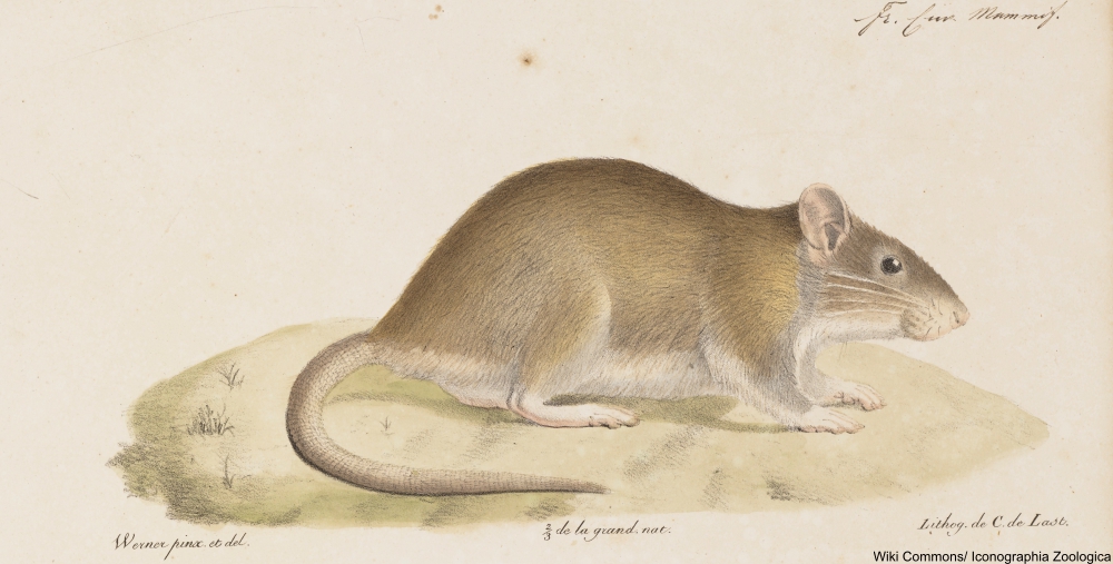 The Bizarre 1902 Rat Massacre of French Hanoi Only Led to More Rats