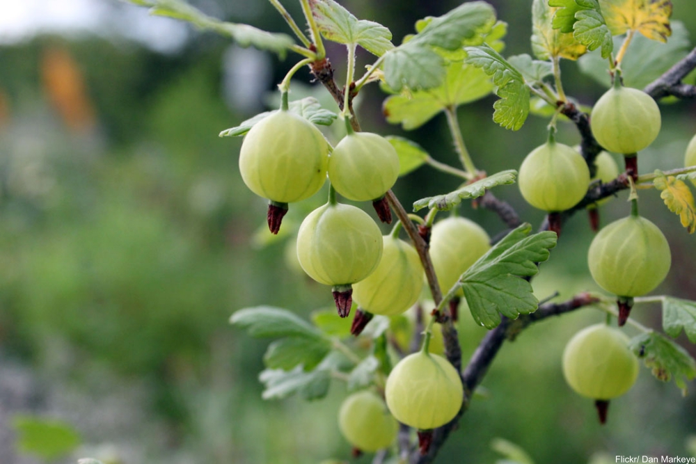 Arcane Food Terminology Most People Have Probably Never Heard Of