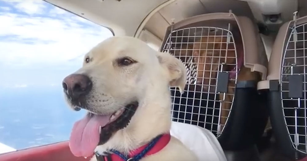 Source: YouTube/Flying Fur