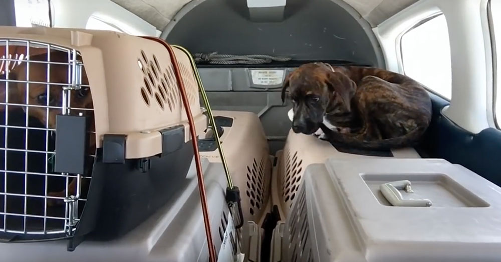 Source: YouTube/Flying Fur