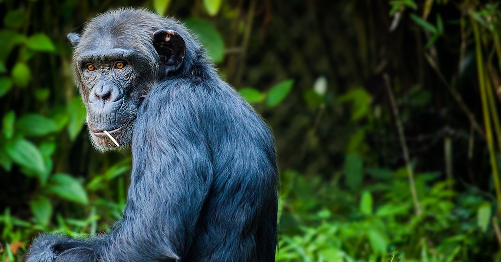 10 Of The Most Intelligent Animals On Earth The Rainforest Site Blog