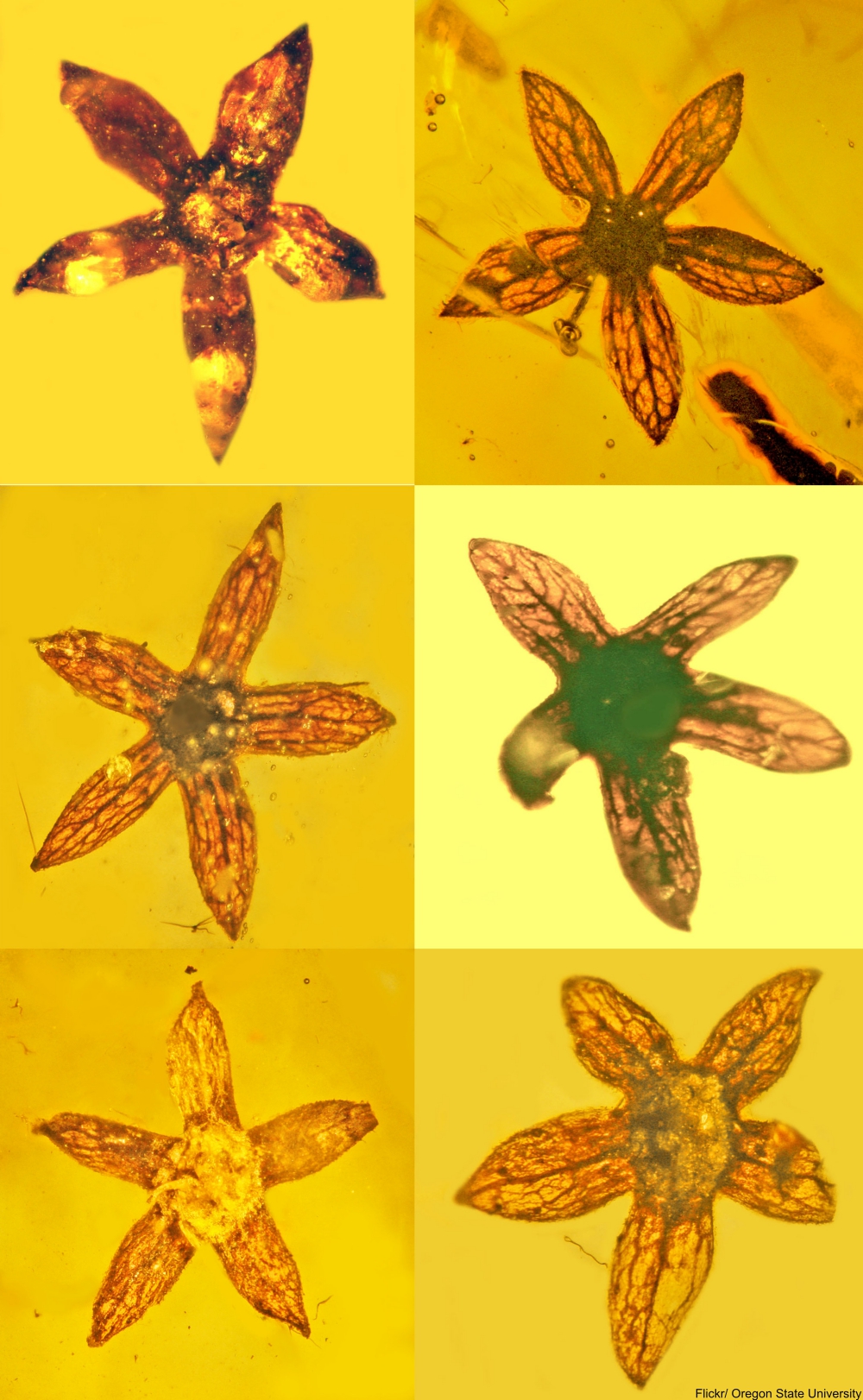 100 Million Year Old Flowers Found Perfectly Preserved in Amber