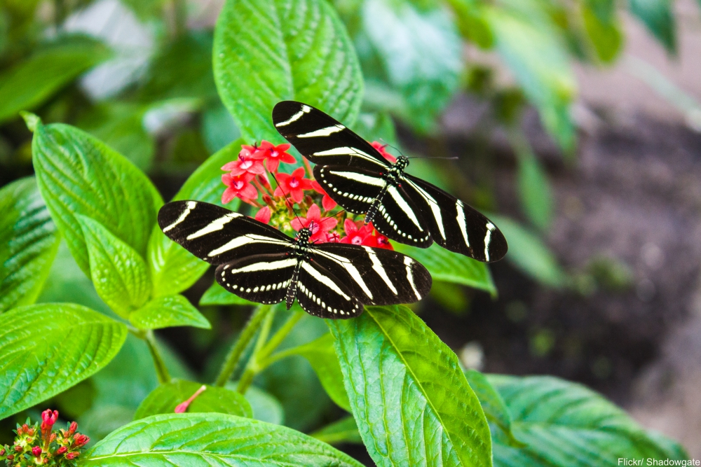 Take a Tour of One of the Most Important Gardens in the World