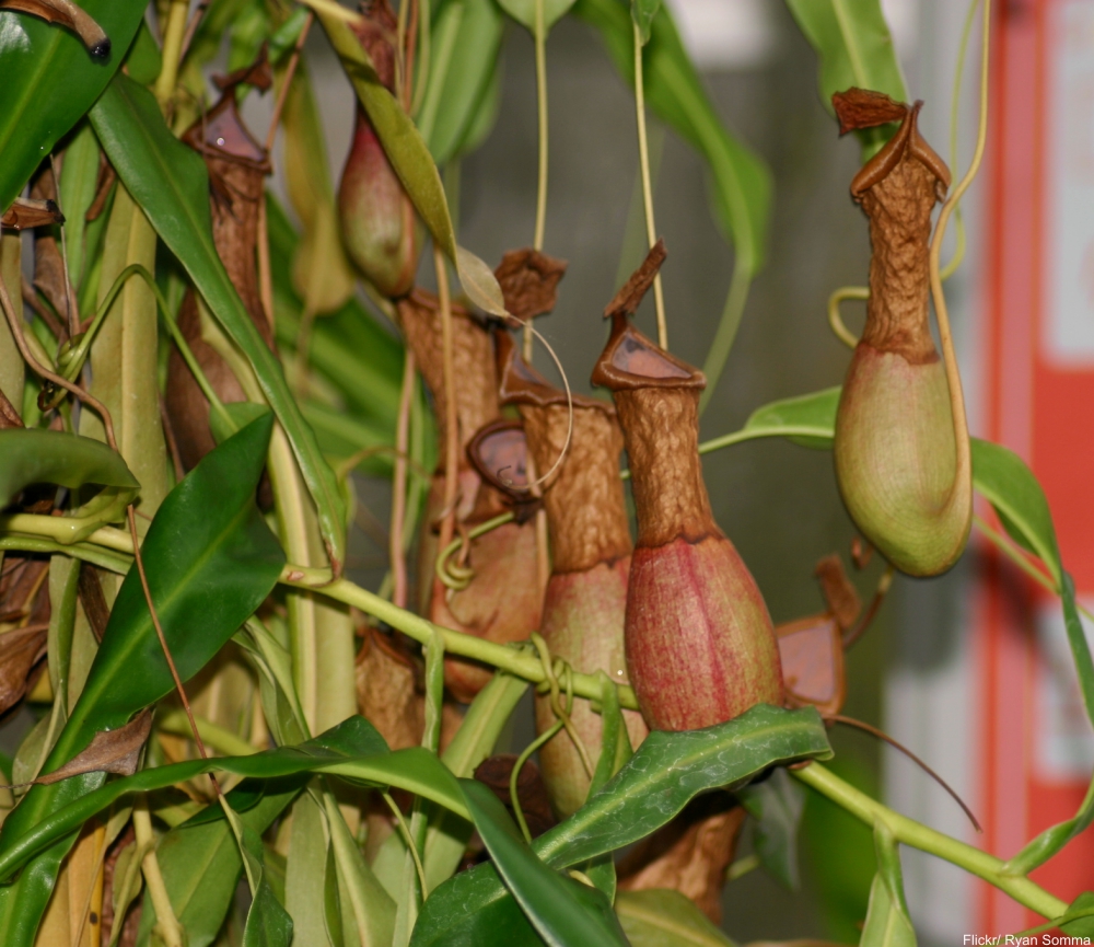 Take a Tour of One of the Most Important Gardens in the World