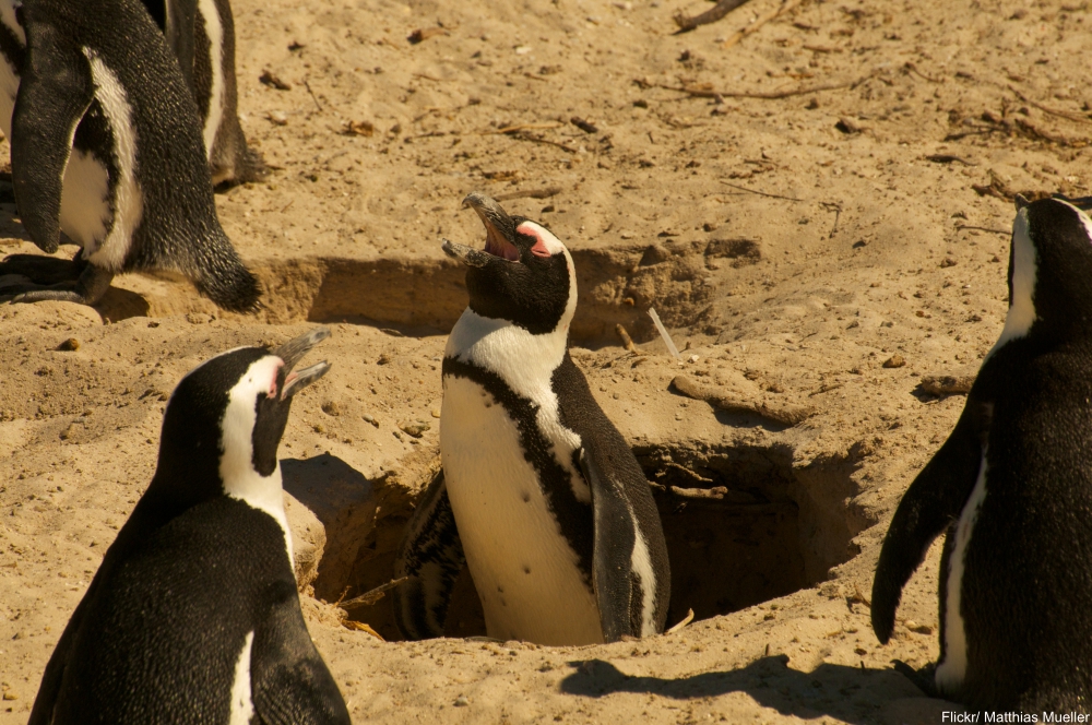 Animal Facts That Will Instantly Put a Smile on Your Face