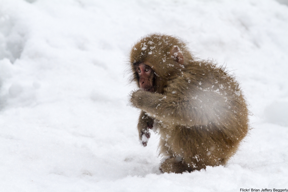 Animal Facts That Will Instantly Put a Smile on Your Face