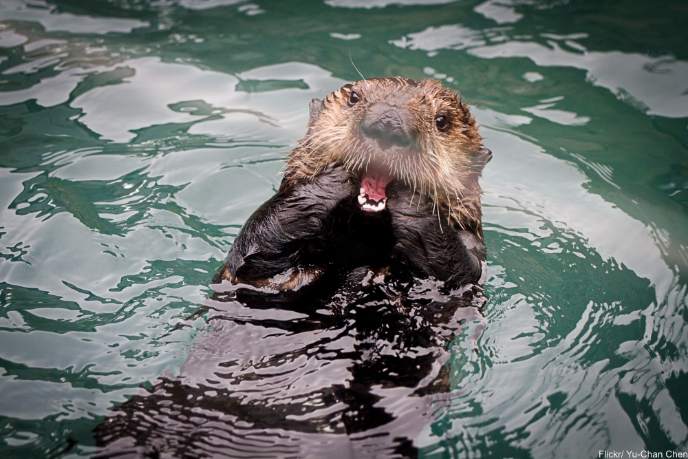 Animal Facts That Will Instantly Put a Smile on Your Face