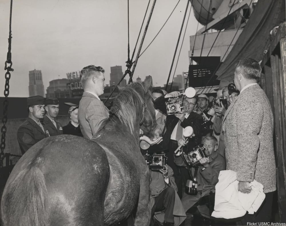 Meet Sergeant Reckless, the Horse Who Was Awarded TWO Purple Hearts
