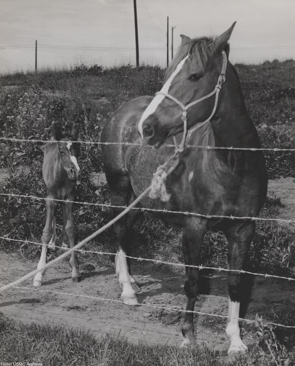 Meet Sergeant Reckless, the Horse Who Was Awarded TWO Purple Hearts