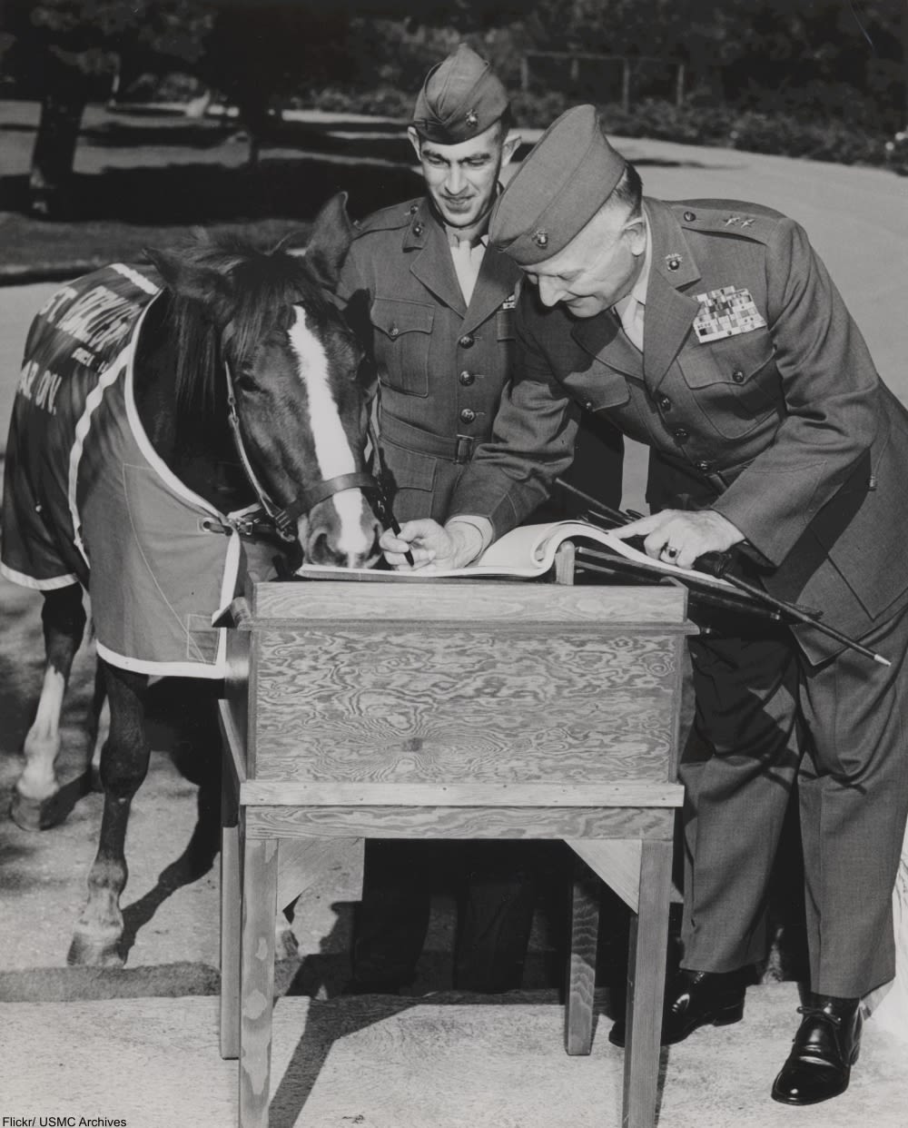 Meet Sergeant Reckless, the Horse Who Was Awarded TWO Purple Hearts