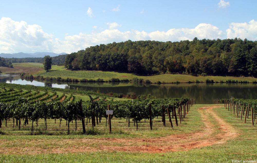See Inside the Charming and Massive Biltmore Estate- vineyards