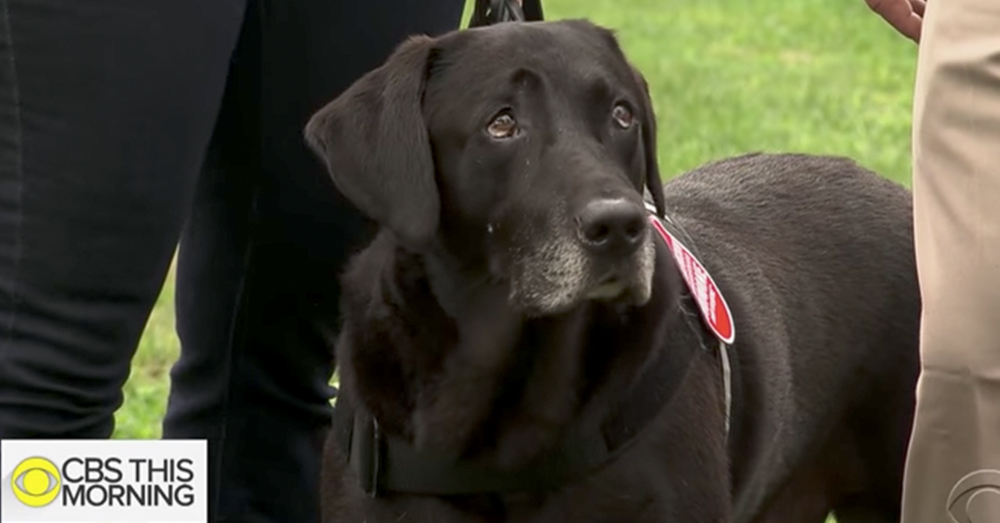 Photo: CBS News screenshot -- Alphie, a Marine Corps explosive detection dog, now works as a bomb sniffer for the TSA.