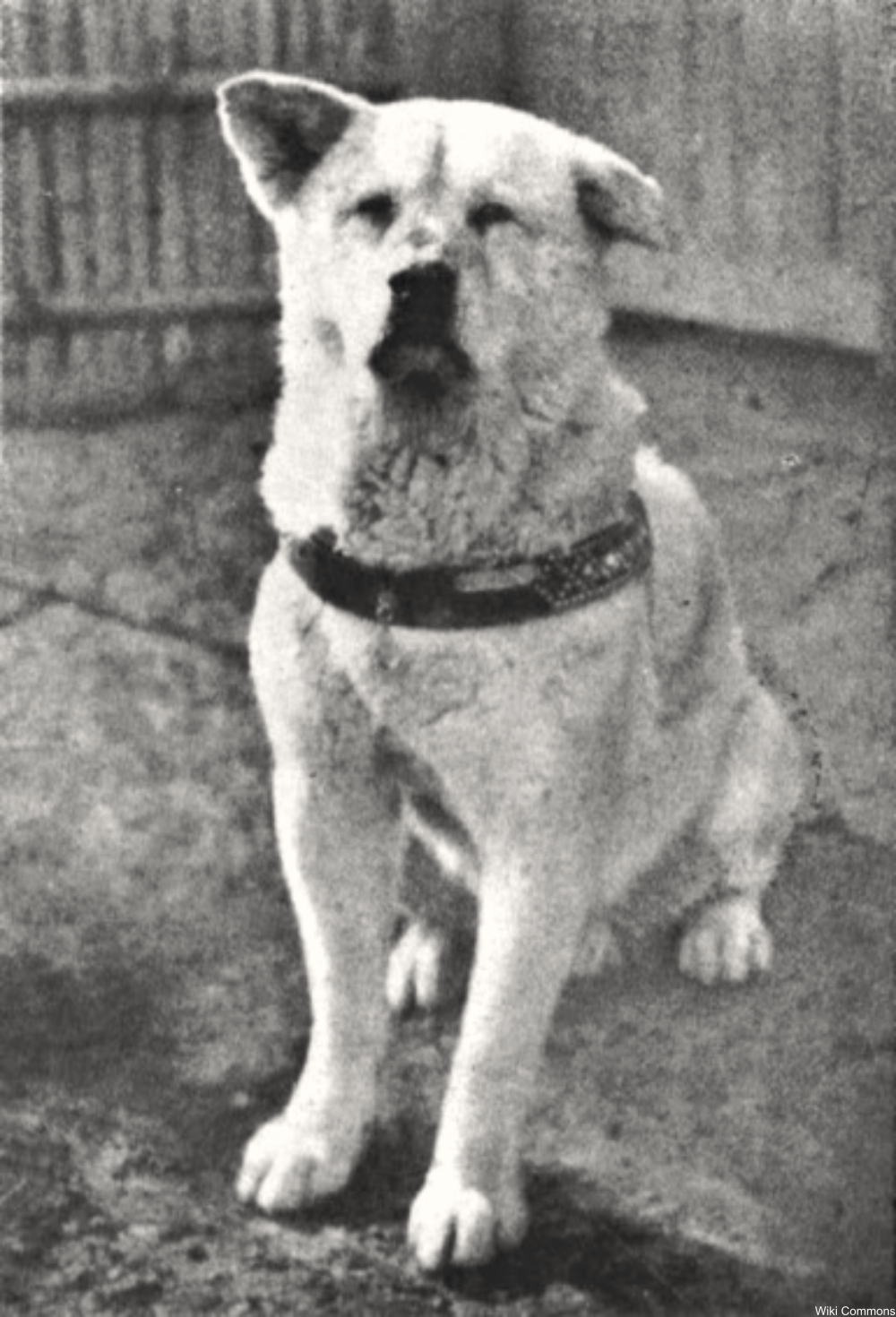 The Story of Hachikō, the Most Faithful Dog in the World