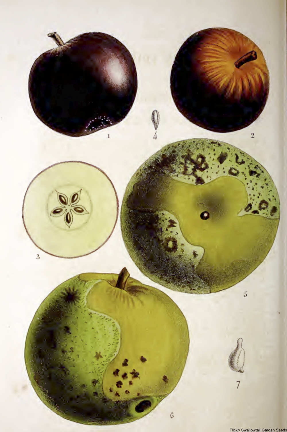 heirloom apple varieties