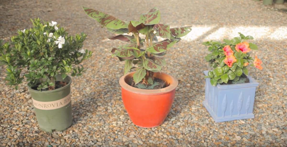 What To Do With Your Potted Plants In Winter Crafty House