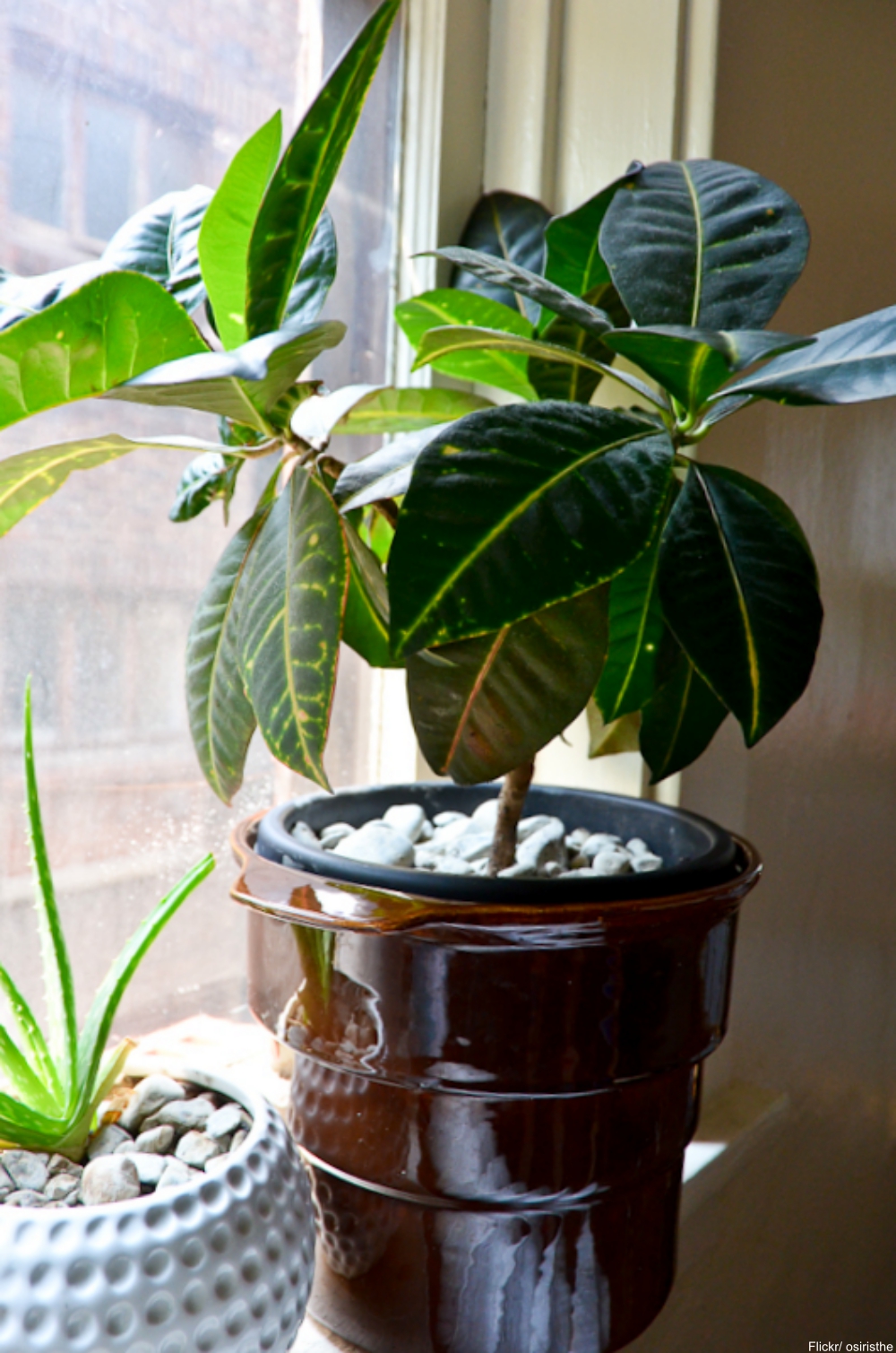 croton houseplant