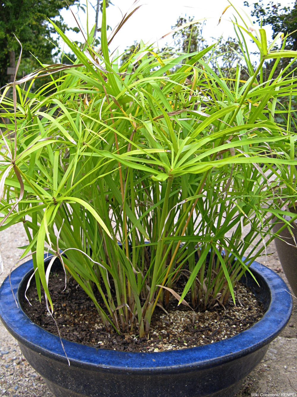 potted papyrus