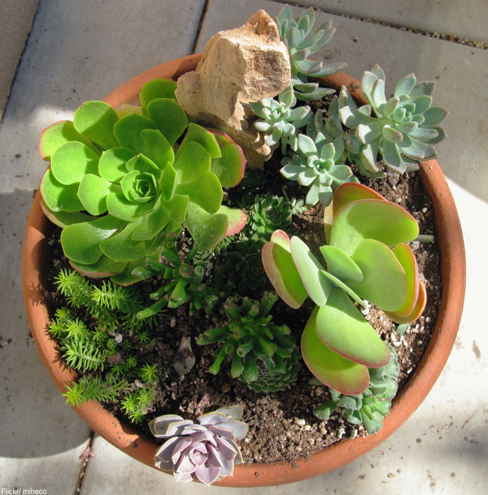 potted succulents