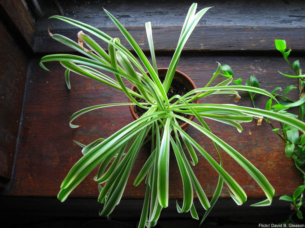 potted spider plant