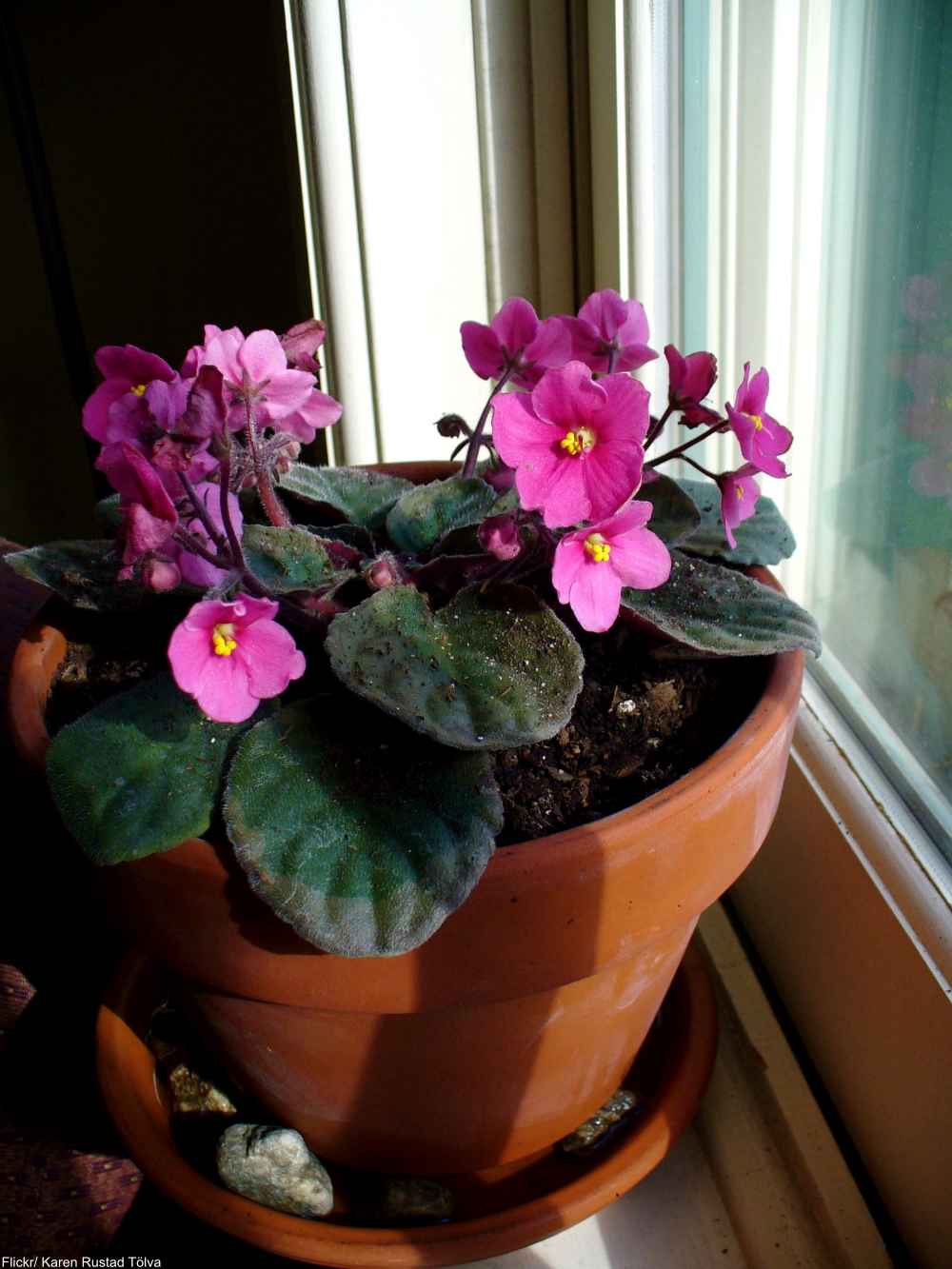 African violet houseplant