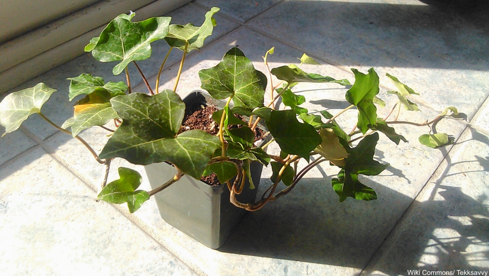 potted English ivy