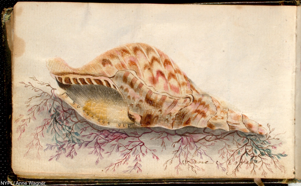 NYPL Digital Collections