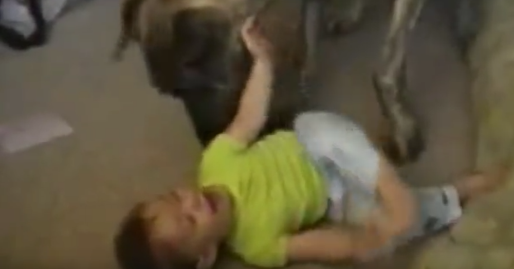 YouTube/7funnyanimals
