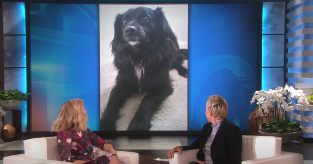 Bell's dog Pat was less help during the ordeal.