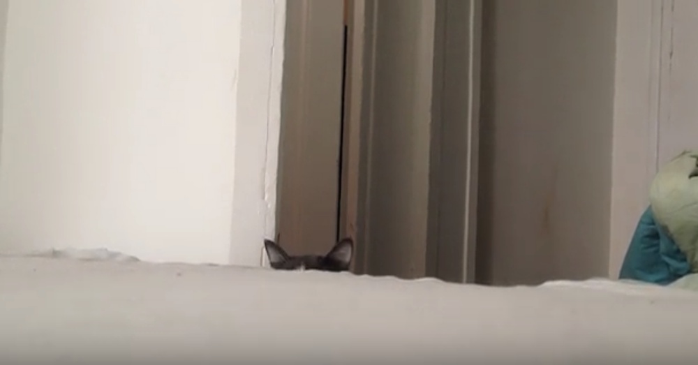 Cat2_1000x523
