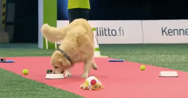 Source: YouTube/Golden Retriever Lovers