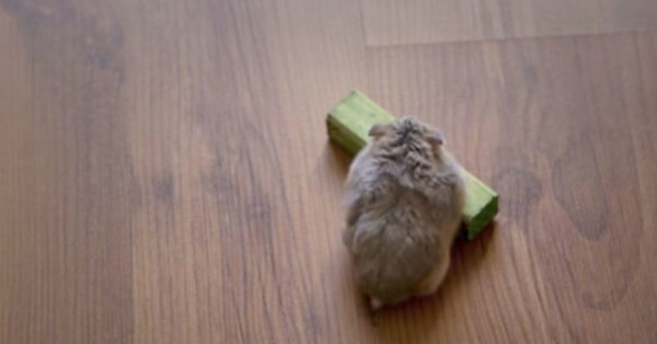 Source: YouTube/AprilsAnimals