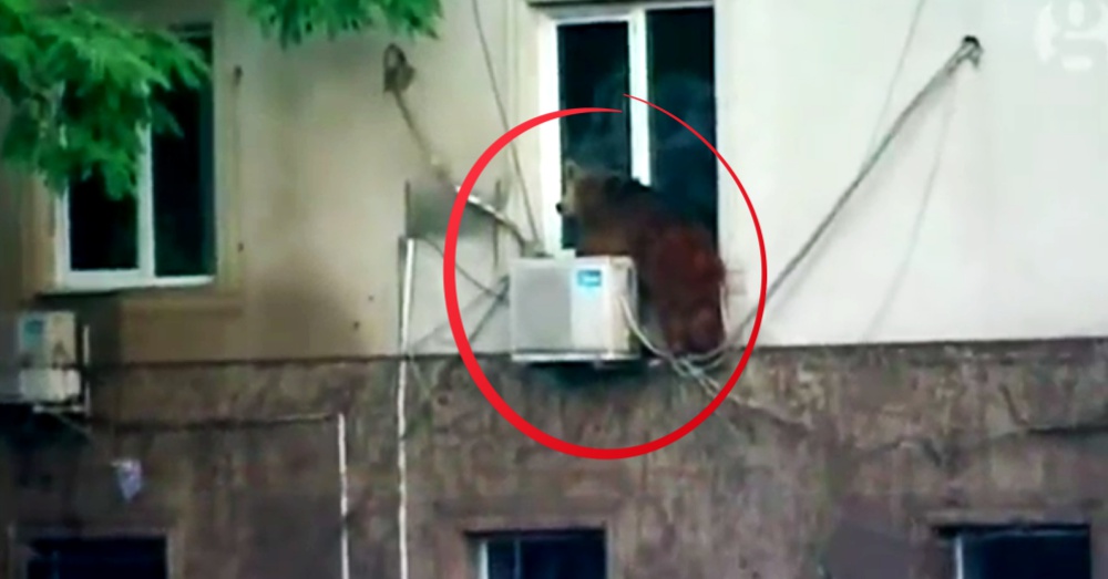 An escaped bear seeks safety on the window ledge of a Tbilisi apartment.