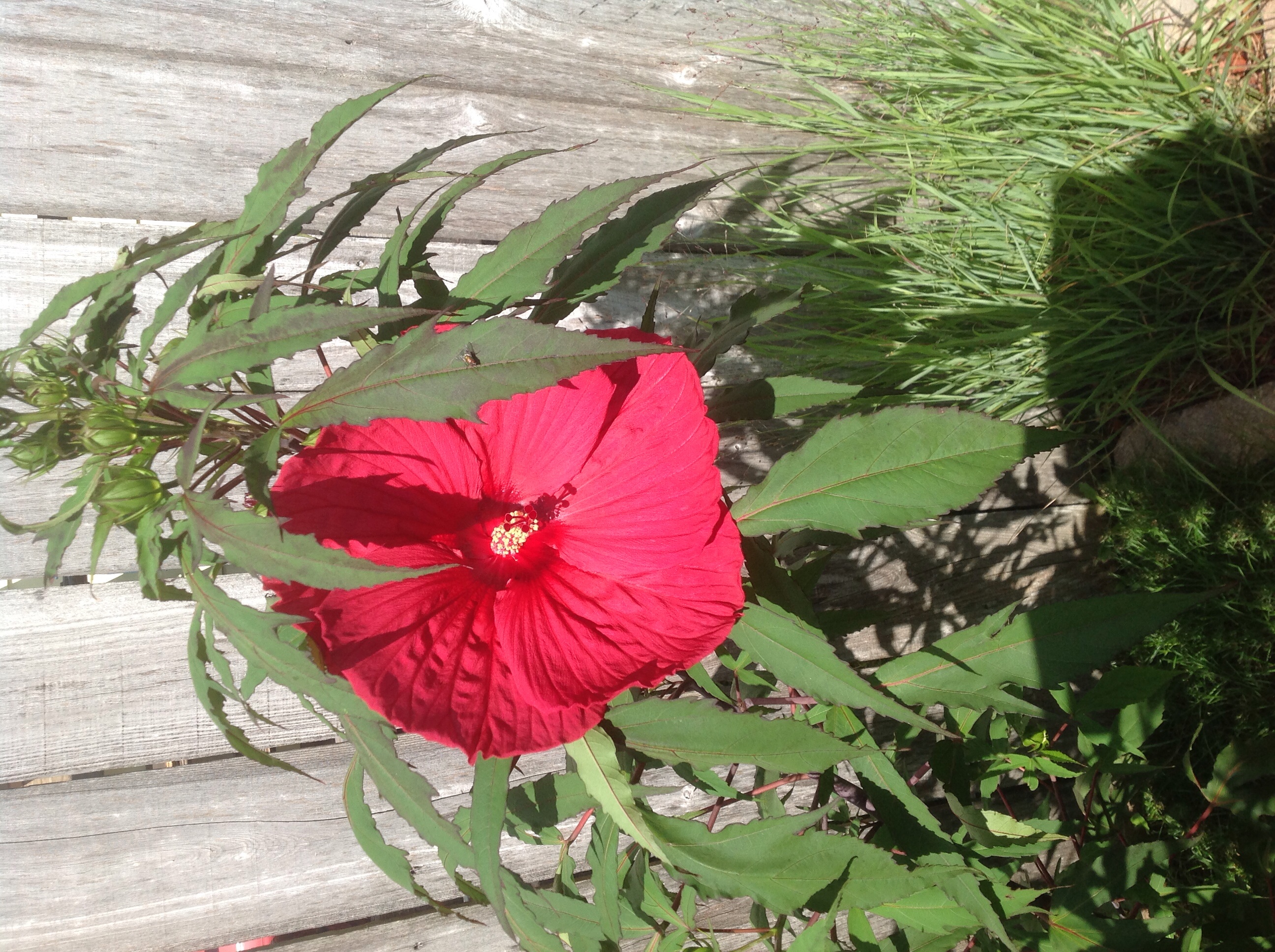 Hard Hibiscus Surrounded by Flowers