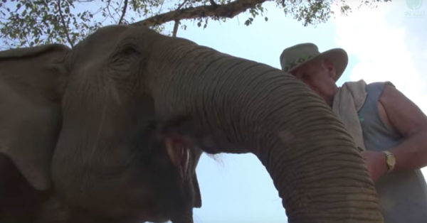 Source: YouTube/elephantnews