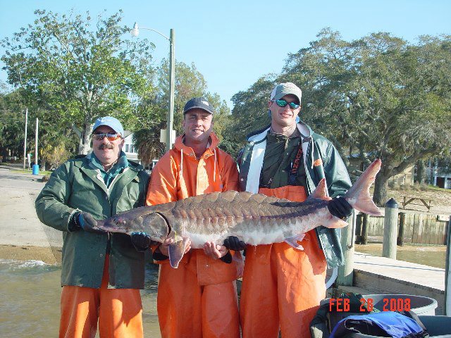 From Cal: Gulf Sturgeon in Mobile Bay, Alabama