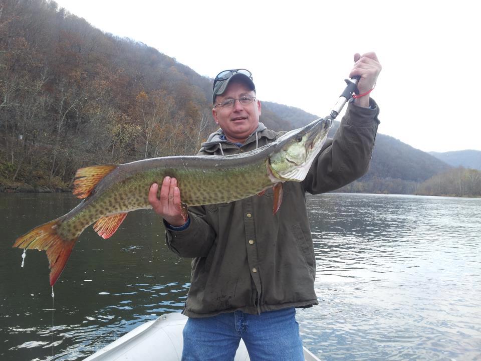 From Sammy: caught this beauty in the New River Musky in WV
