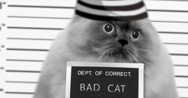 Source: YouTube/Jackson Galaxy