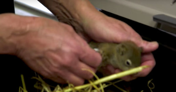 Source: YouTube/Animal Planet