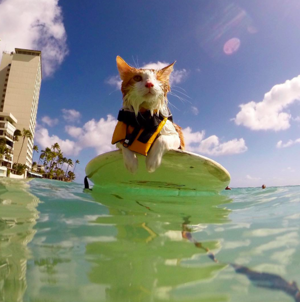 Source: kulithesurfingcat