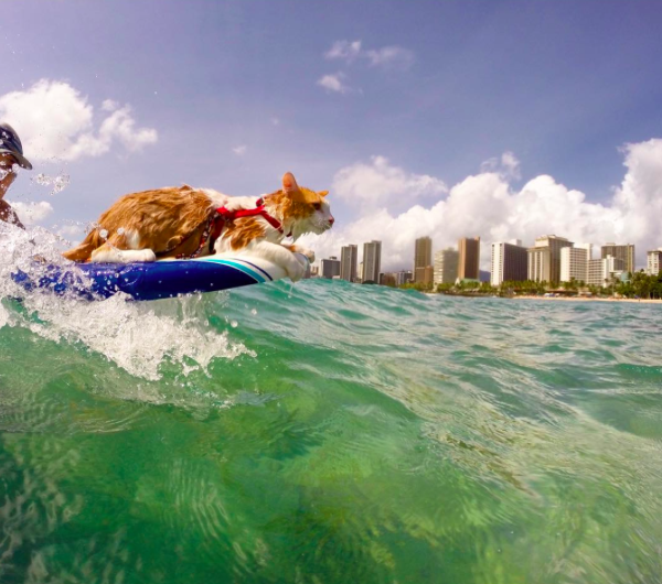 Source: kulithesurfingcat