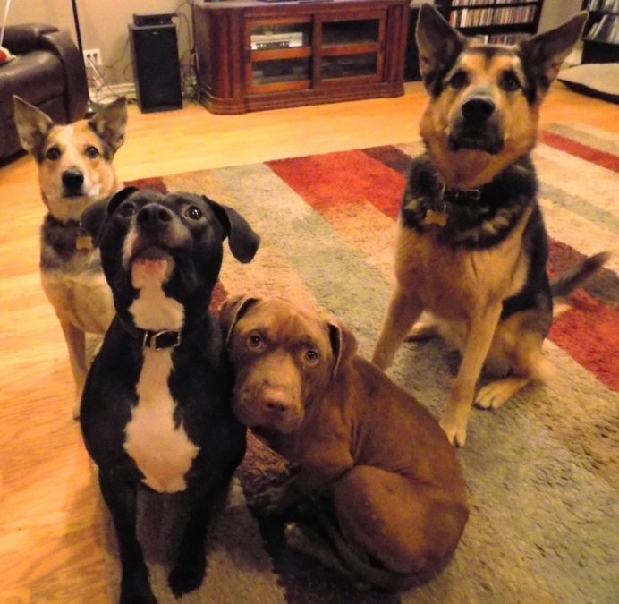 Tommy being much more social with his doggy pals