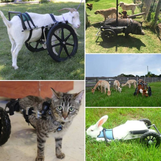Eddie's Wheels for Pets